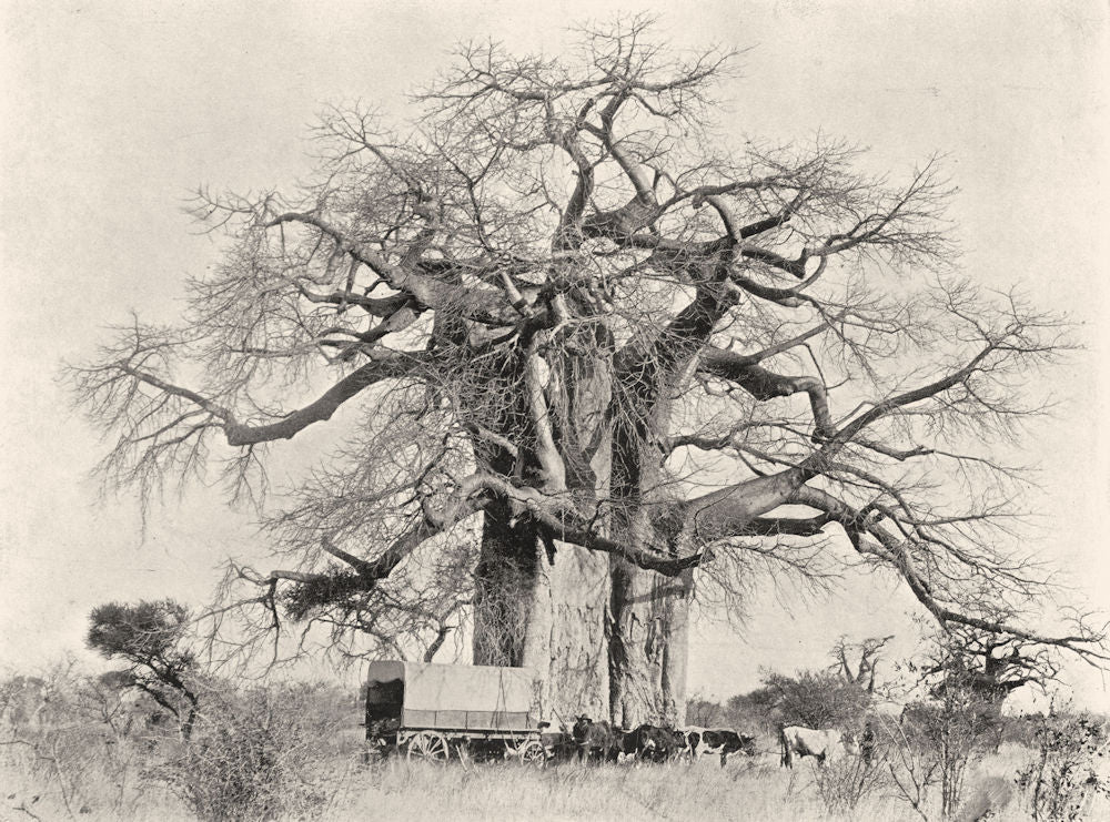 SOUTH AFRICA. Cream- of- Tartar tree 1899 old antique vintage print picture